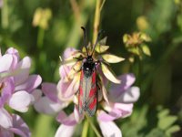 848 (Beifleckblutströpfchen)